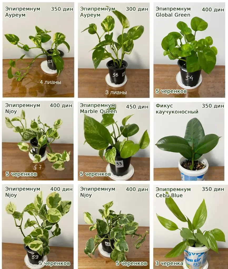 Продам укорененные черенки комнатных растений