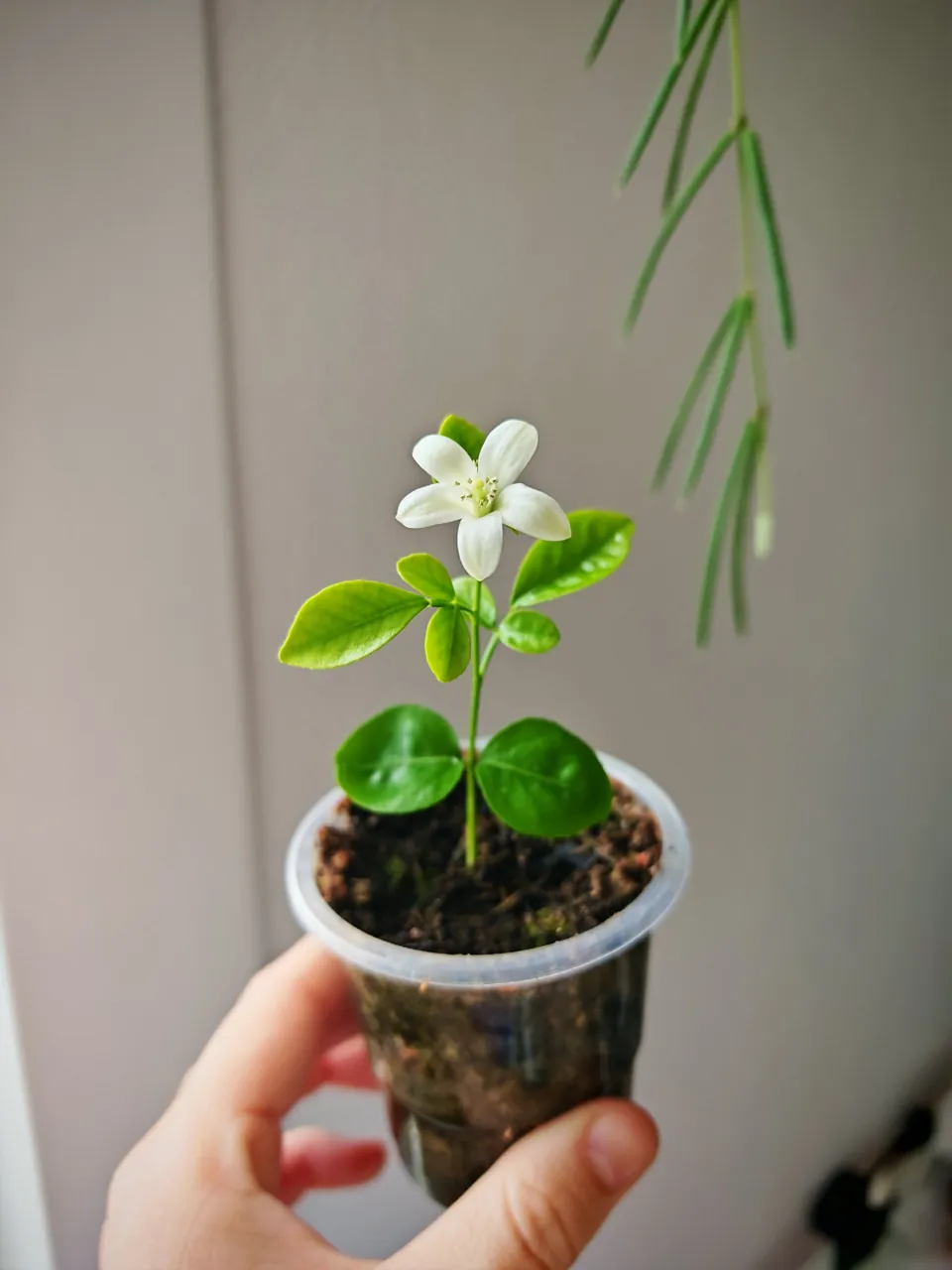 Мурайя - 5€