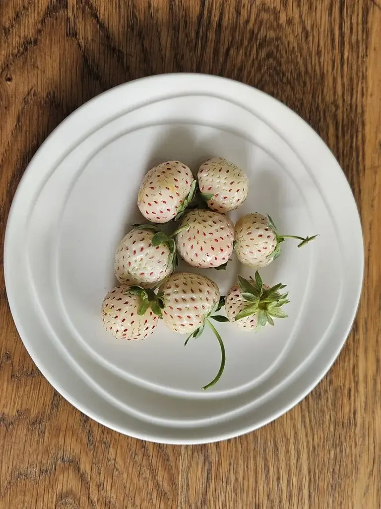 Продам саженцы белой клубники (ананасная клубника, pineberry).