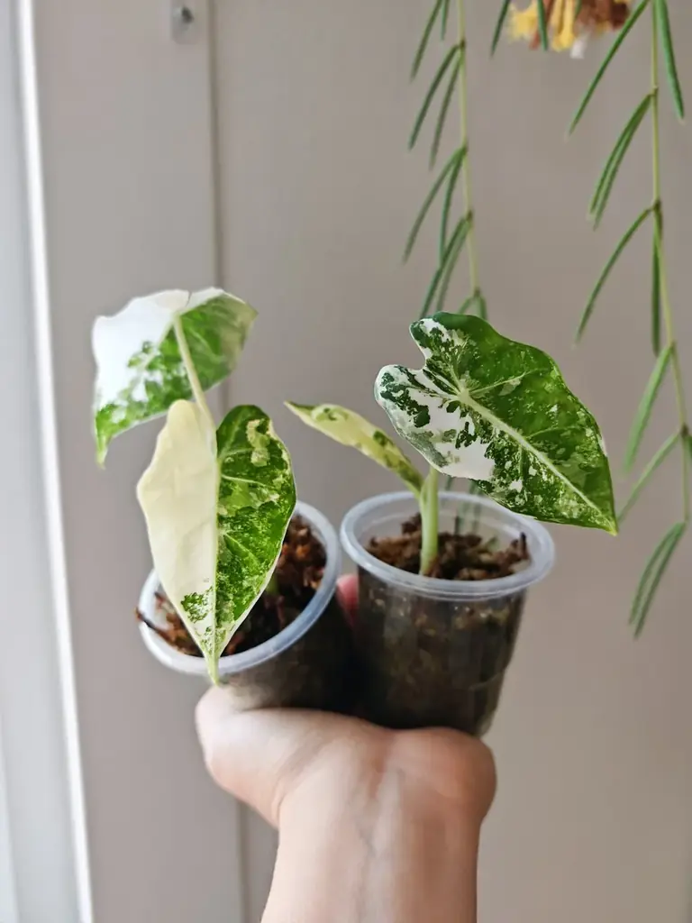 Продаю излишки своих комнатных растений 🌿