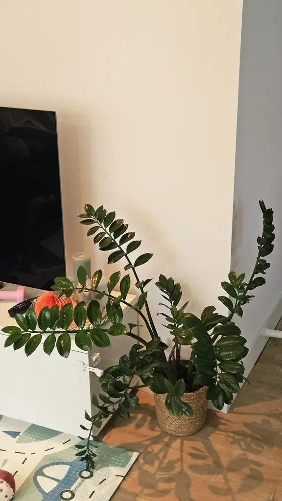 🌿 Продам замиокулькас с плетёным кашпо. Высота 60–70 см. Цена — 15 €.