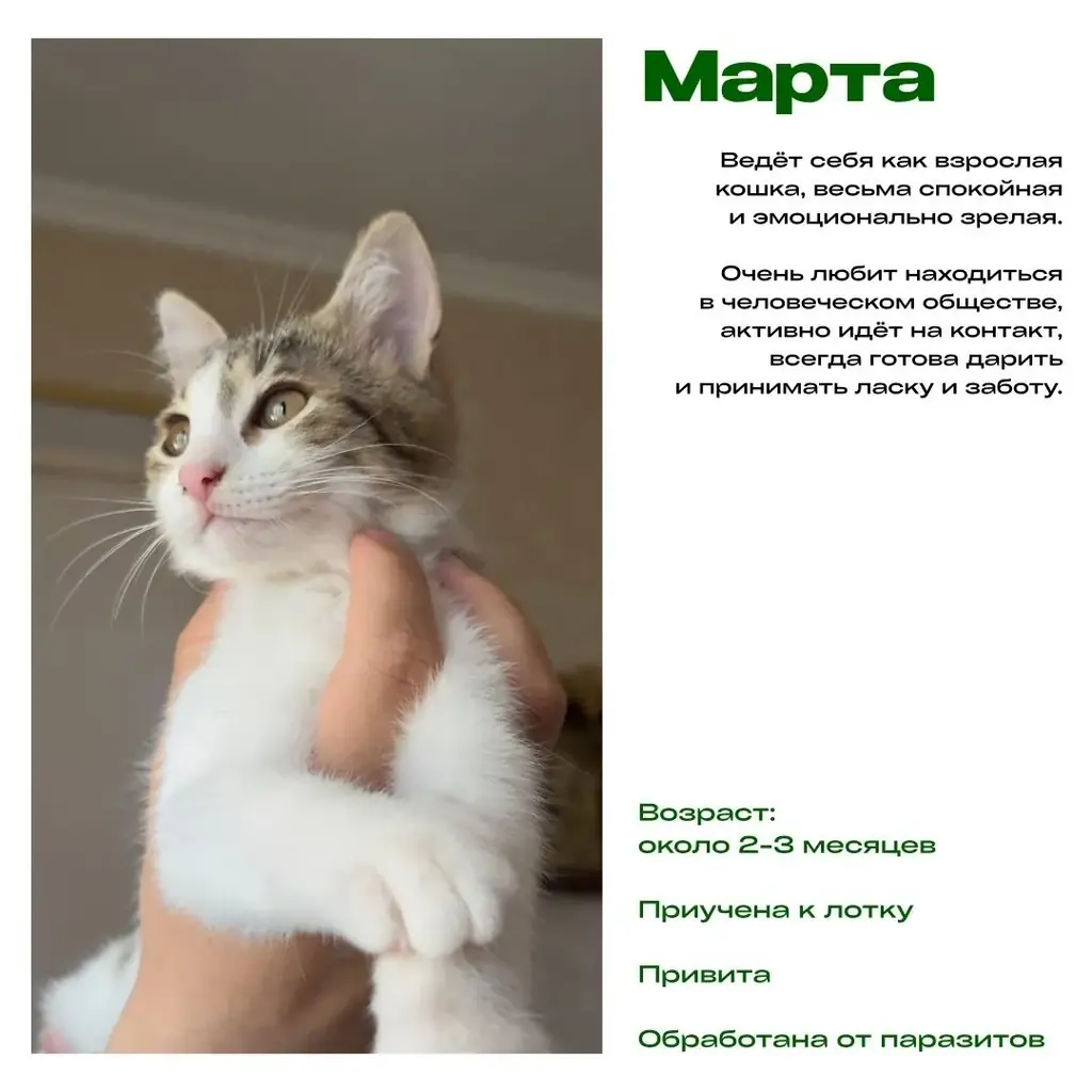 Отдадим котят в добрые руки