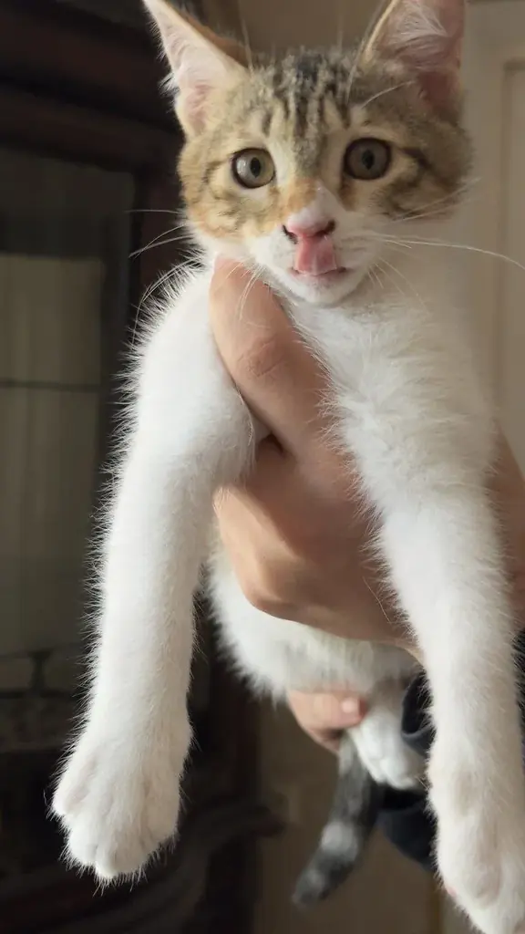 Отдадим котят в добрые руки ✨