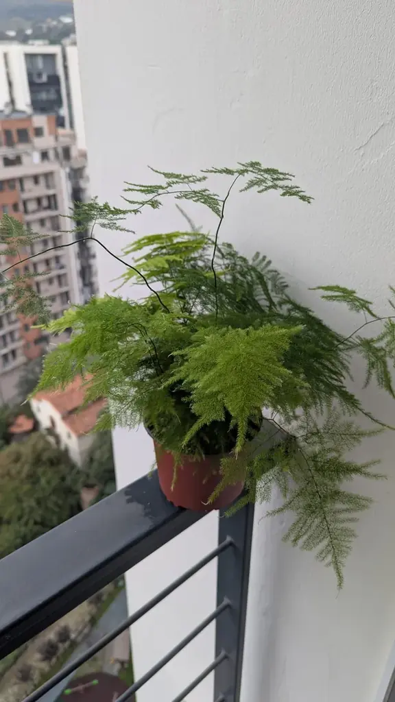 Растение аспарагус