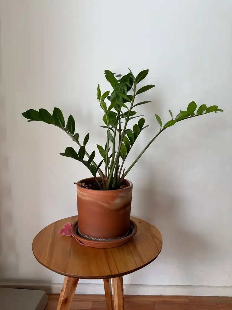 Ищем новый дом для любимого замиокули (замиокуликус)🍀