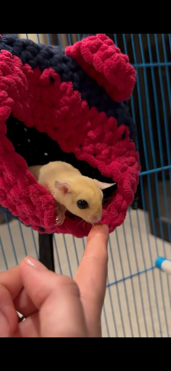 Ищут новый дом сахарные поссумы 🐾