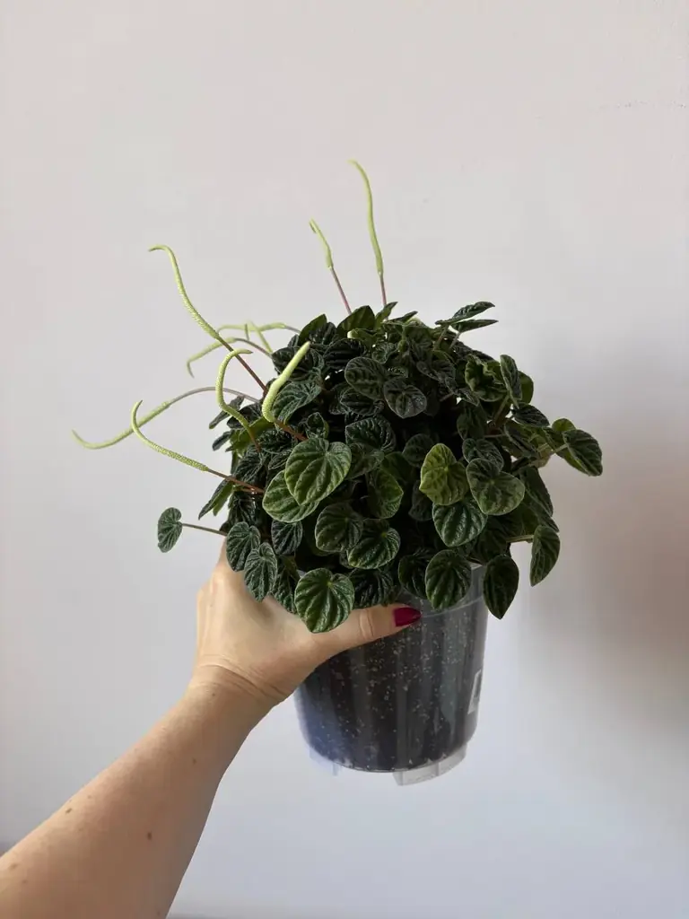 Продам прекрасную переромию
