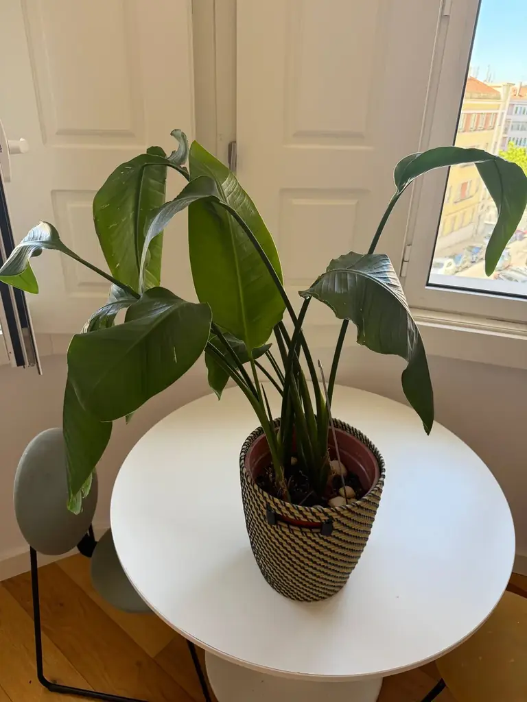 Продаю за 30€ в хорошие руки 💓