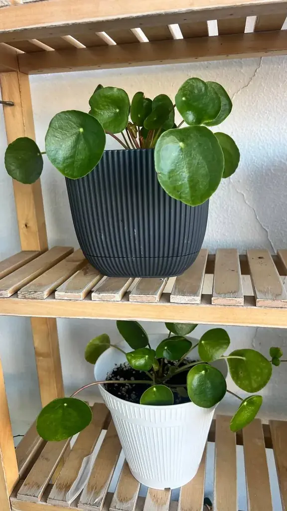 🌿 Продаю 2 растения Pilea peperomioides (пилея пеперомиевидная)