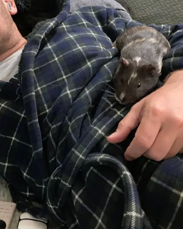 🐹 Отдаются в добрые руки две морские свинки — самцы Яша и Кокос (не кастрированные)