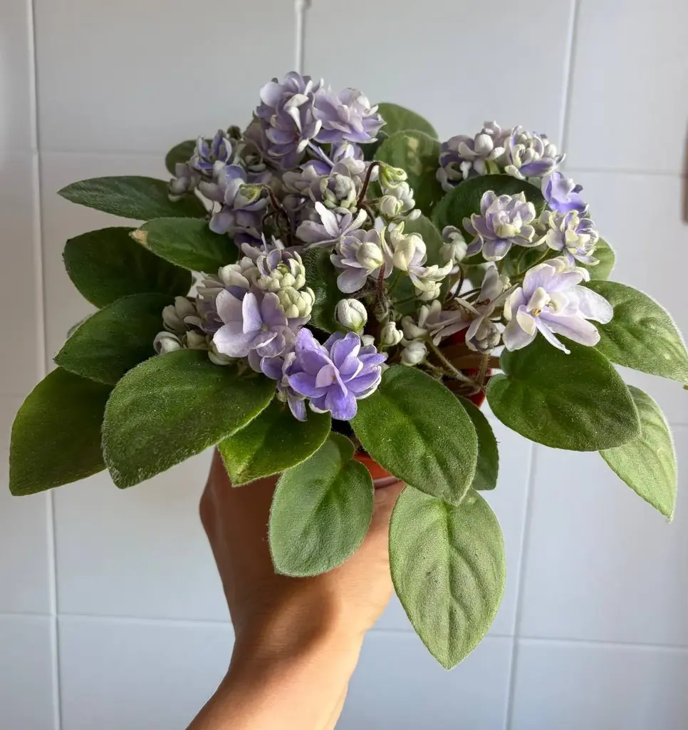 Продается трейлерная кустовая фиалка. 13е; фитильный полив. Аморейраш /Кампо де Урик