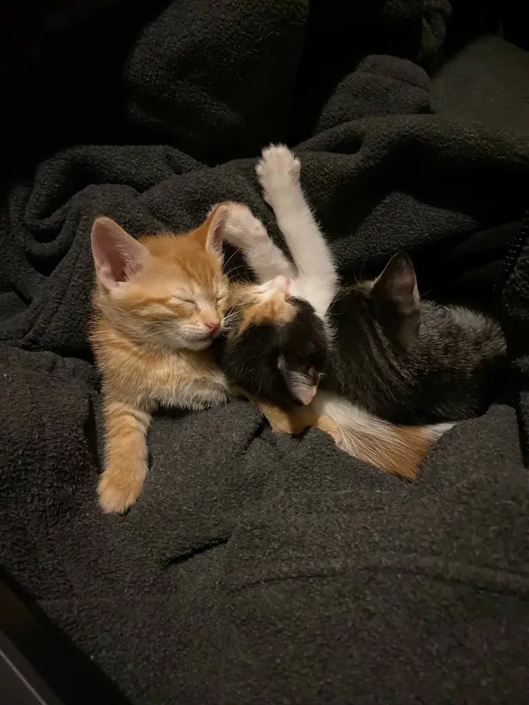 ✨  Отдам котят в добрые руки! ✨