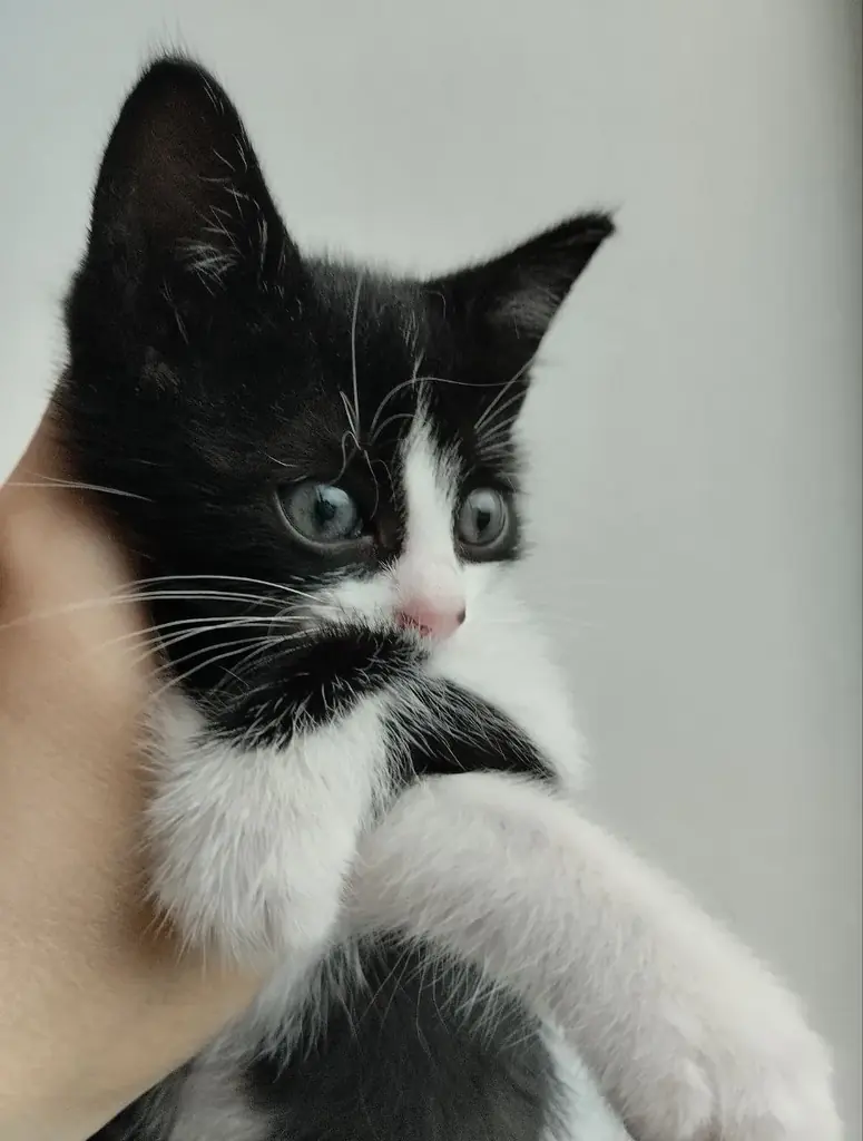 ищу дом для маленького котёнка мальчика, нашла его на улице