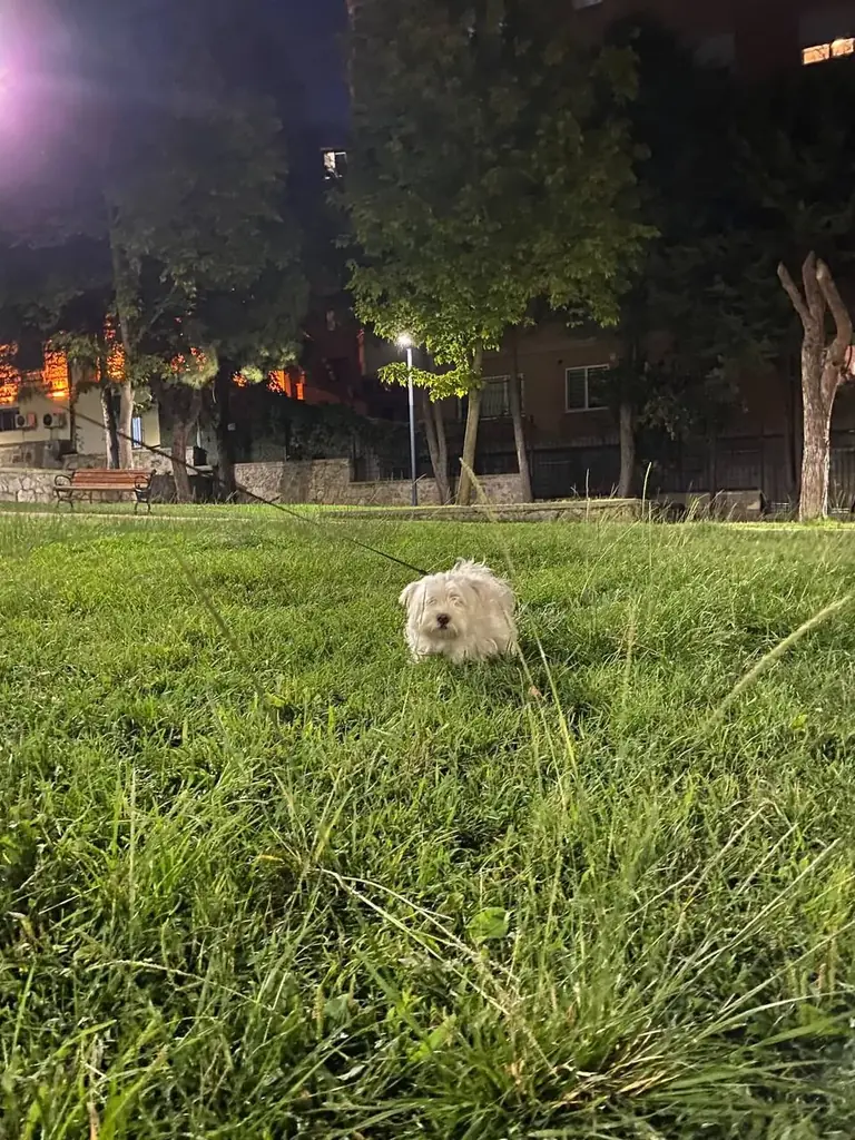 терьер, девочка, скоро год