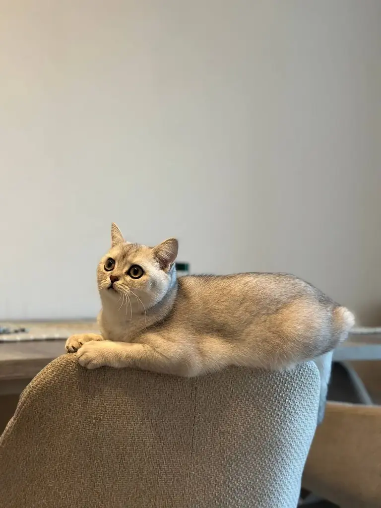 Ищем любящий дом для нашей британской короткошёрстной кошечки (BKH) 🐱