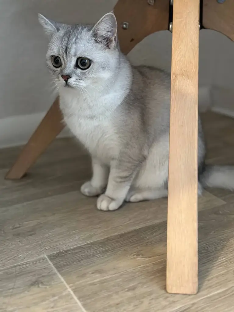 Ищем любящий дом для нашей британской короткошёрстной кошечки (BKH) 🐱
