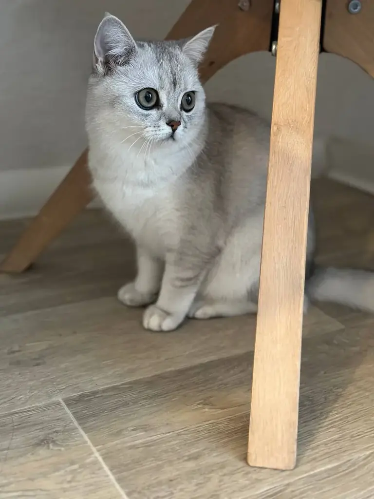 Ищем любящий дом для нашей британской короткошёрстной кошечки (BKH) 🐱