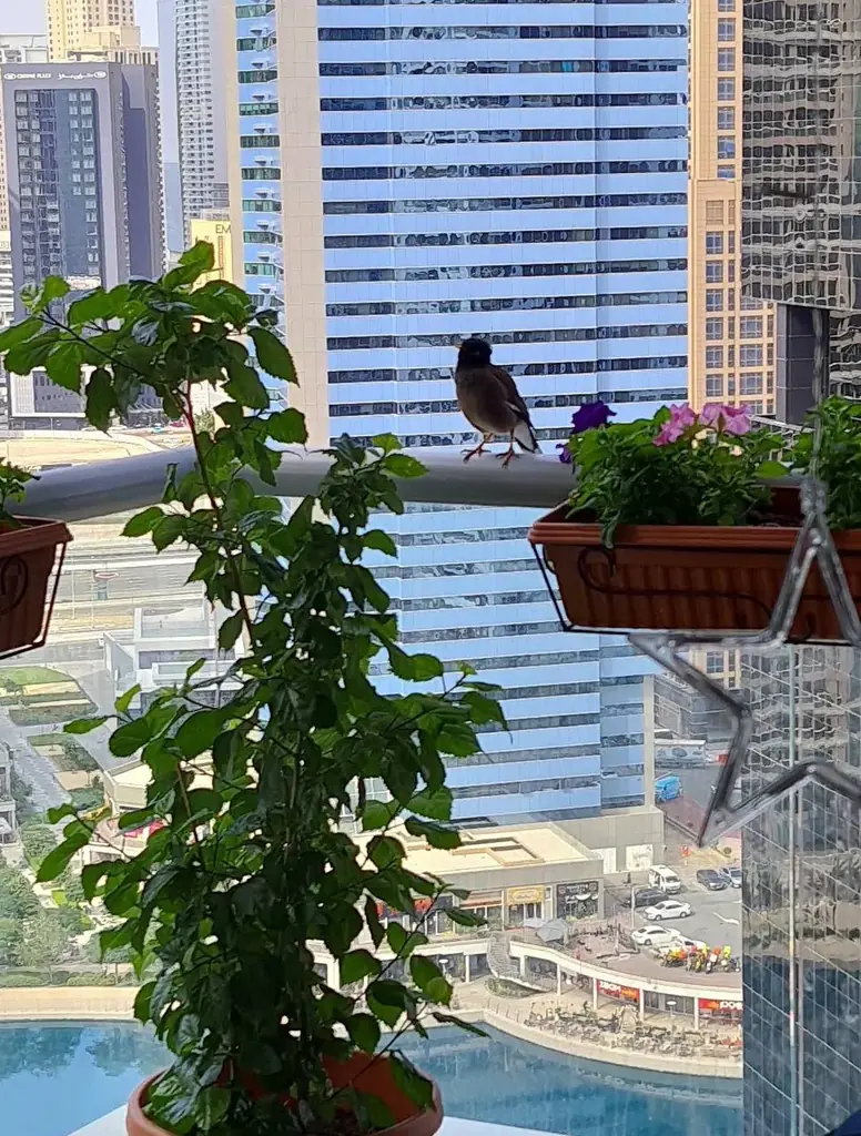 1 bedroom 🔑JLT