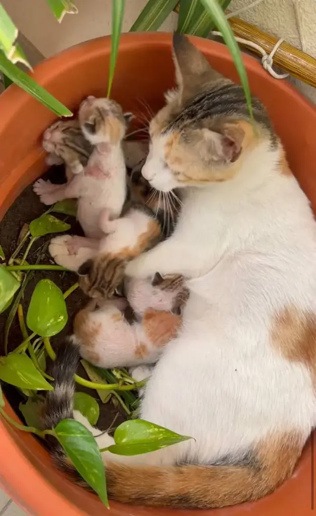 В дамак хилс родились котята от бездомной кошки.. может кто-то хочет взять котенка? Распространите,…