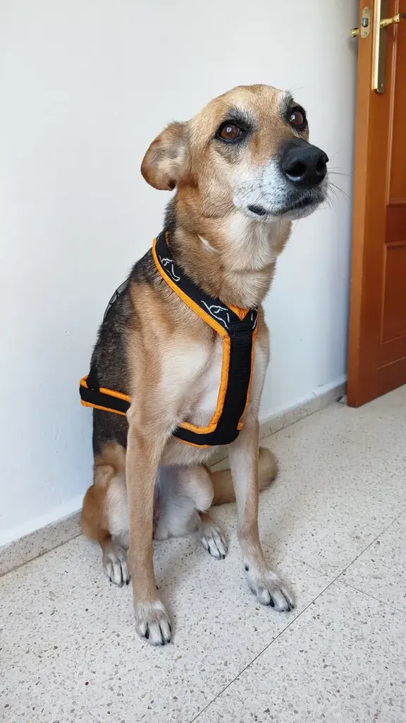 🐾 Продаю ездовую шлейку для собаки и потяг (трос с амортизатором) — 7€ и 5€