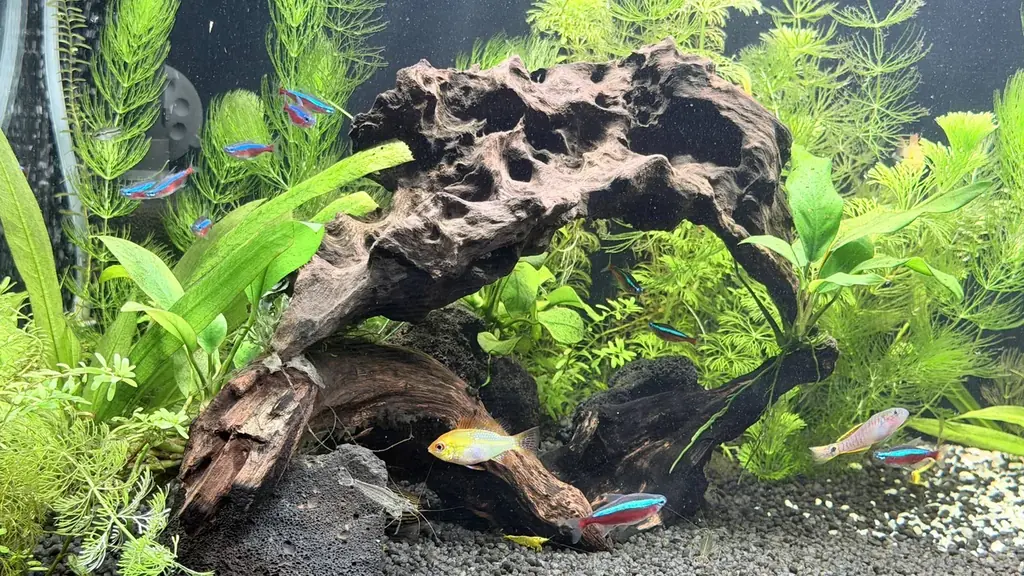 🐠 Ищу новые хорошие дома для своих рыбок и креветок, Валенсия, Рокафорт