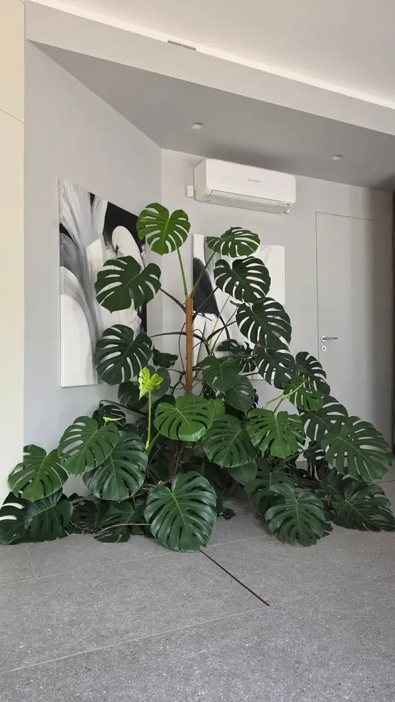 Продам большую монстеру (Monstera deliciosa)
