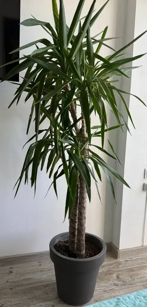 🌴 Большая взрослая юкка — 170 см!
