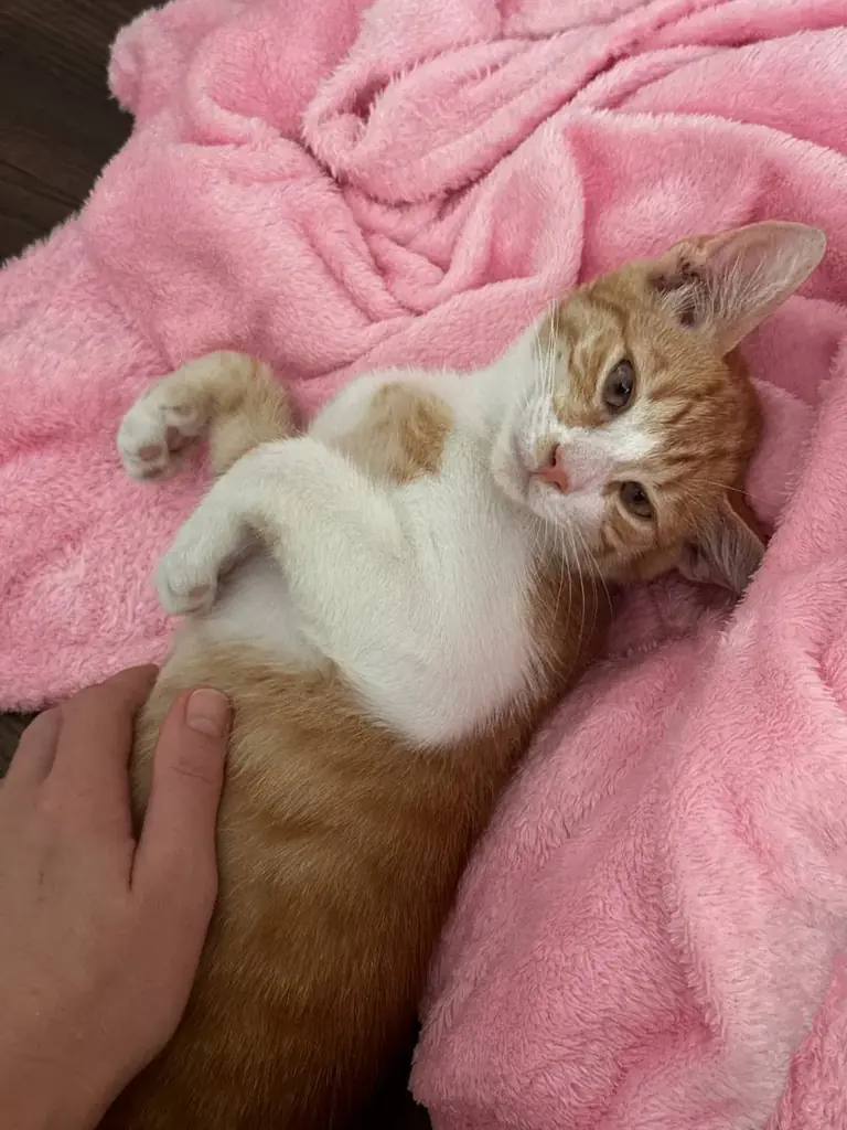 🐾 Бруно очень нужен дом. Помогите, пожалуйста, найти ему семью