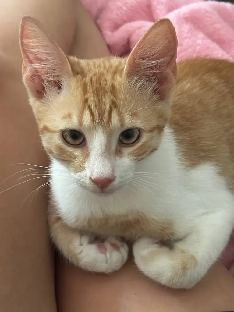 🐾 Бруно очень нужен дом. Помогите, пожалуйста, найти ему семью