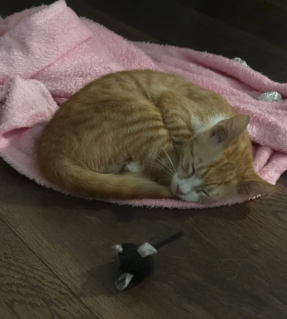 🐾 Бруно очень нужен дом. Помогите, пожалуйста, найти ему семью