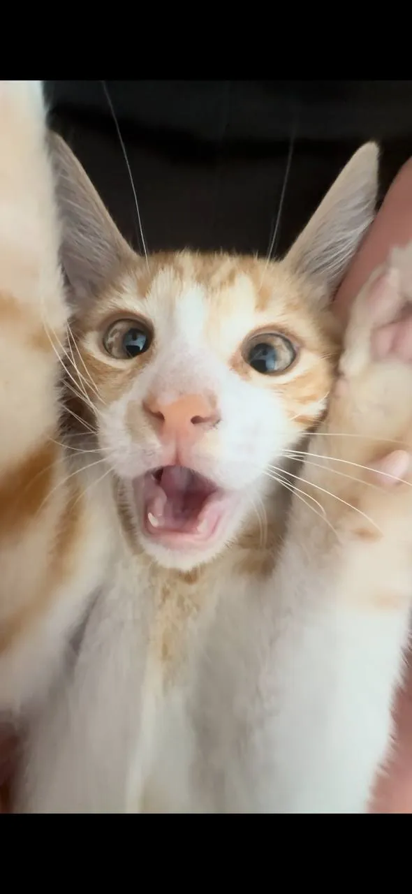 🐾 Бруно очень нужен дом. Помогите, пожалуйста, найти ему семью