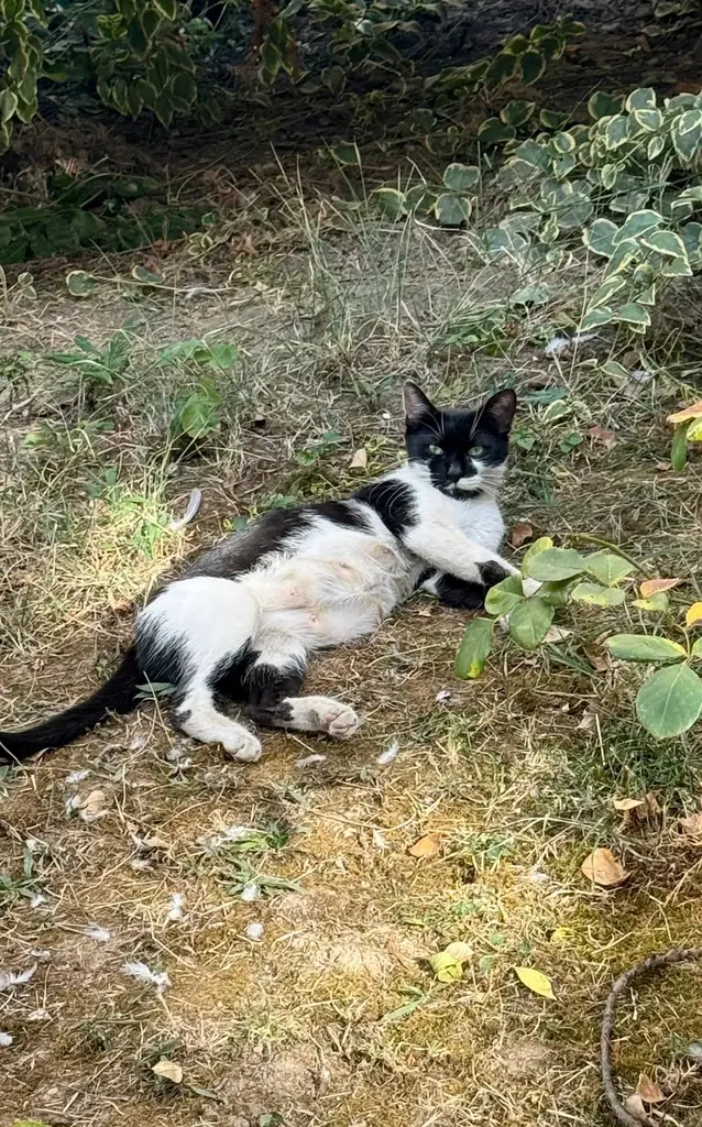 Ищем дом для Мами, которую сейчас отлавливаем на стерилизацию! 🥰