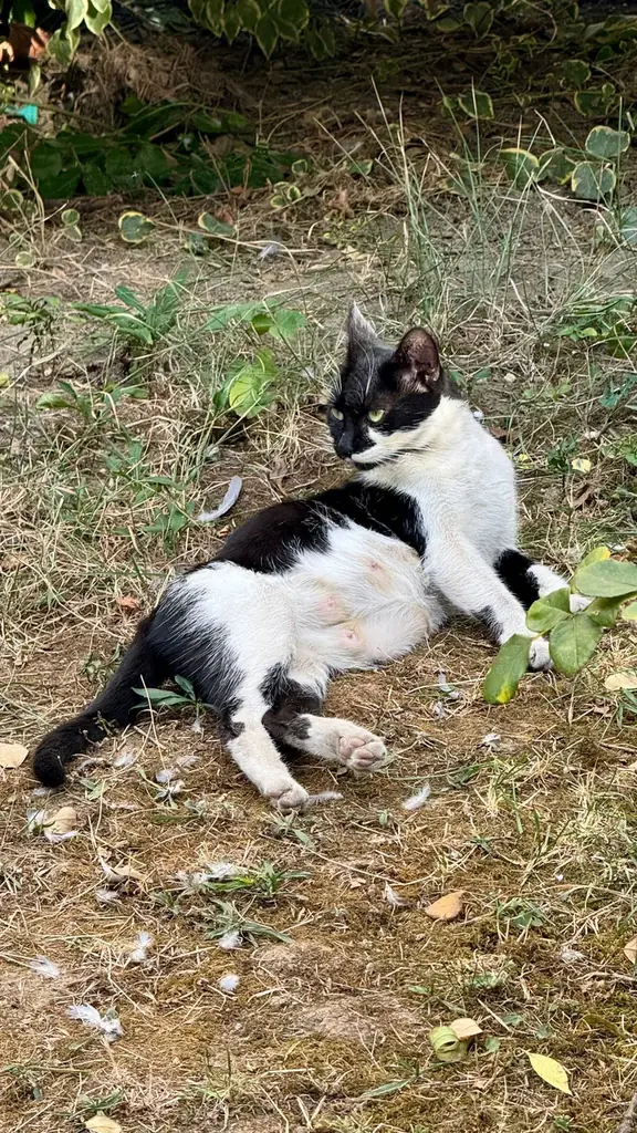 Ищем дом для Мами, которую сейчас отлавливаем на стерилизацию! 🥰
