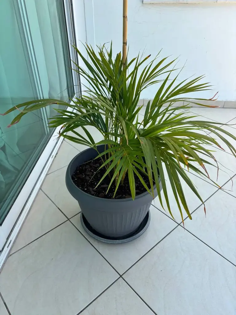 Продаю пальму Areca в большом горшке.