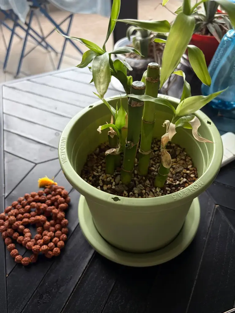 Продаю растения🌱 и чайный гриб: