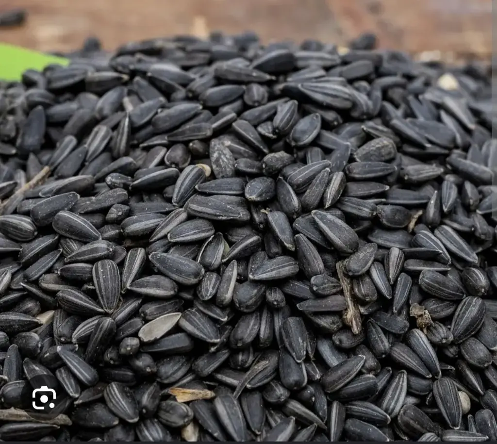 Give away - free - unshelled black sunflower seeds for birds. I have like 5-8 kgs, pickup from Wool…