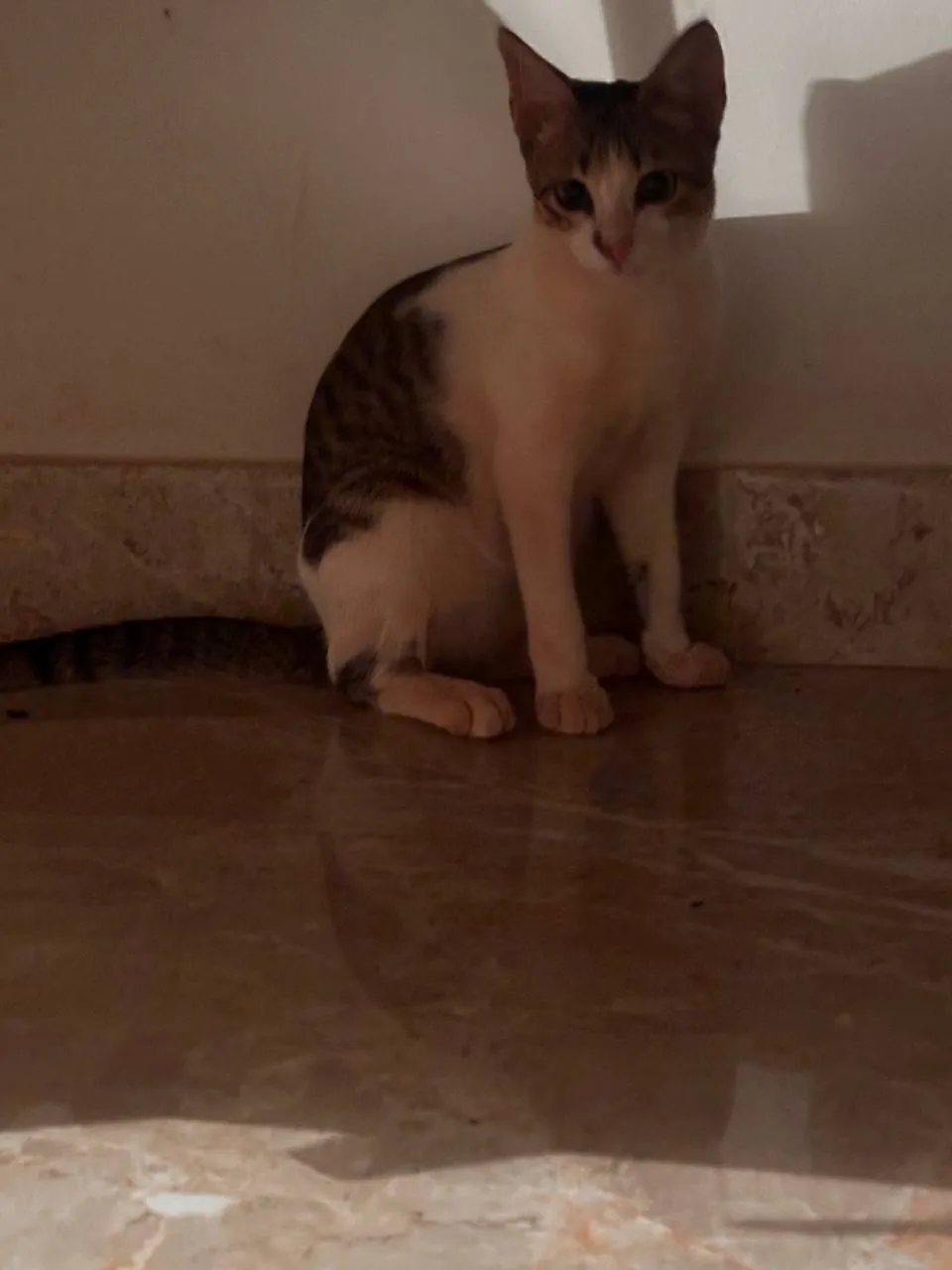 Кот домашний 3 мес. в добрые руки , очень ласковый и ручной, Мандрем