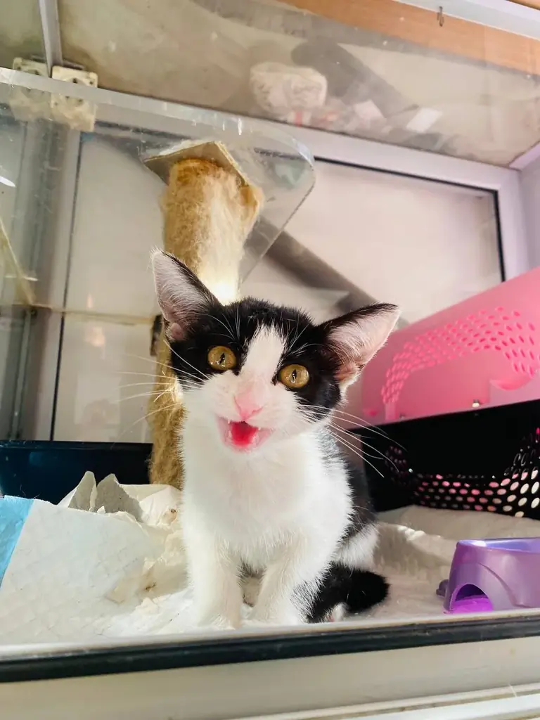 СРОЧНО ИЩУ ДОМ КОТЕНКУ ИЛИ ПЕРЕДЕРЖКУ🙏