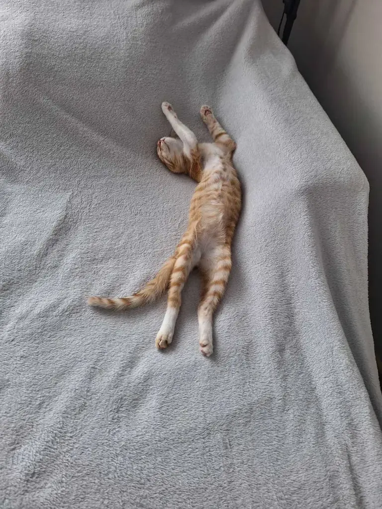 🐾 Срочно ищу дом котенку, в связи с переездом. Желательно Поморие 🫶🏻