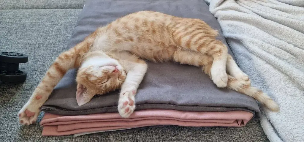🐾 Срочно ищу дом котенку, в связи с переездом. Желательно Поморие 🫶🏻