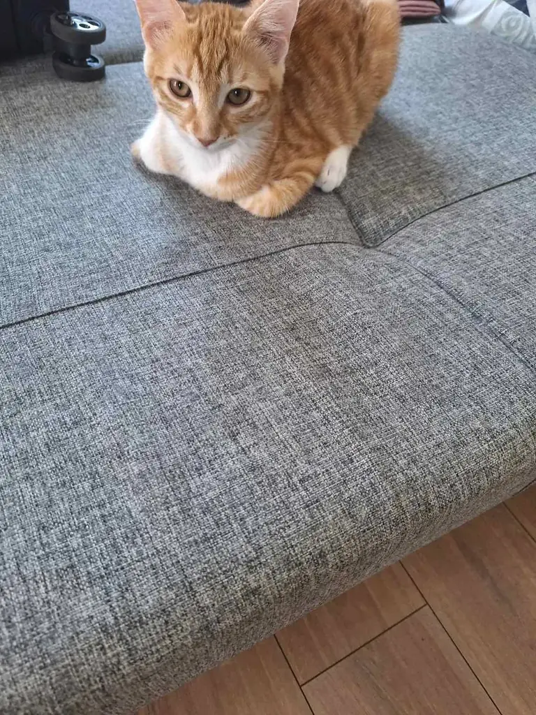 🐾 Срочно ищу дом котенку, в связи с переездом. Желательно Поморие 🫶🏻