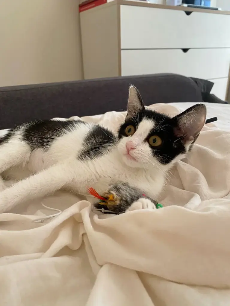 🐱ИЩУ ДОМ ДОБРЕЙШЕЙ ДЕВОЧКЕ НА СВЕТЕ🐾🙏🏻