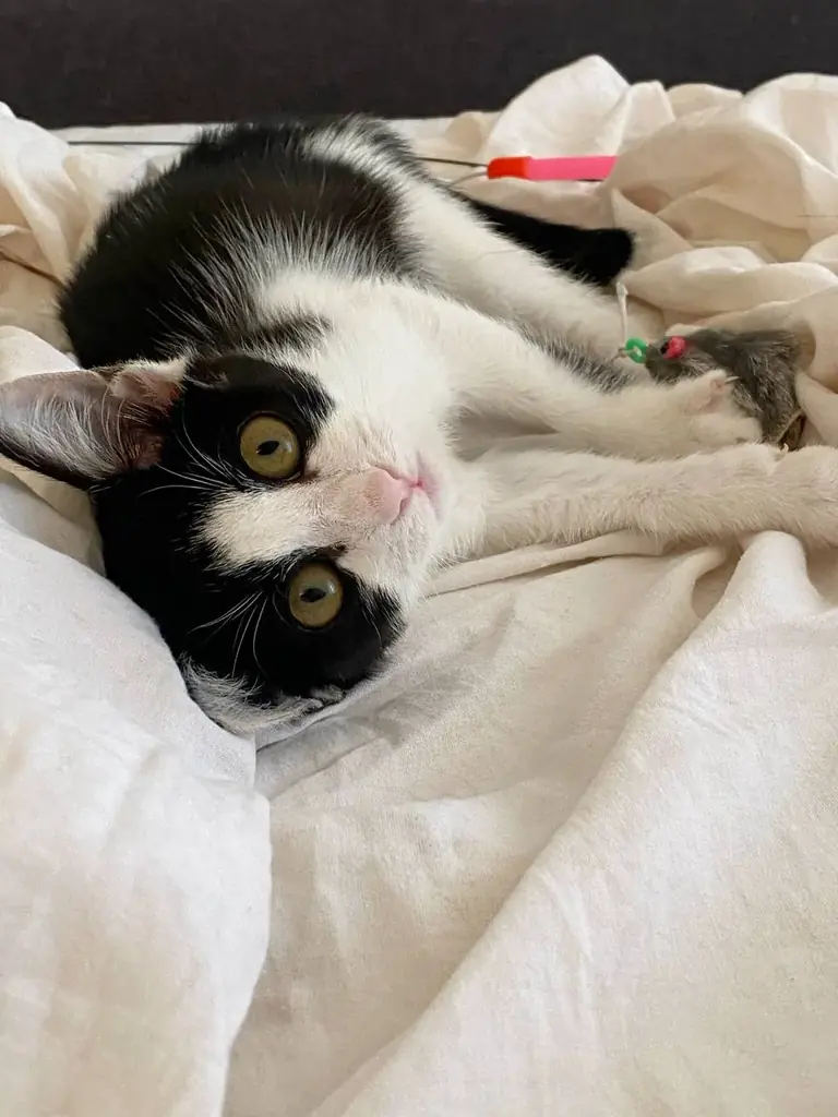 🐱ИЩУ ДОМ ДОБРЕЙШЕЙ ДЕВОЧКЕ НА СВЕТЕ🐾🙏🏻