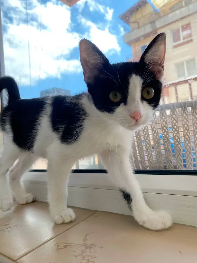 🐱ИЩУ ДОМ ДОБРЕЙШЕЙ ДЕВОЧКЕ НА СВЕТЕ🐾🙏🏻