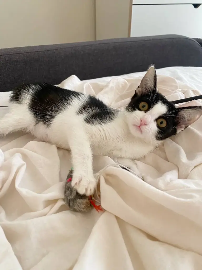 🐱ИЩУ ДОМ ДОБРЕЙШЕЙ ДЕВОЧКЕ НА СВЕТЕ🐾🙏🏻