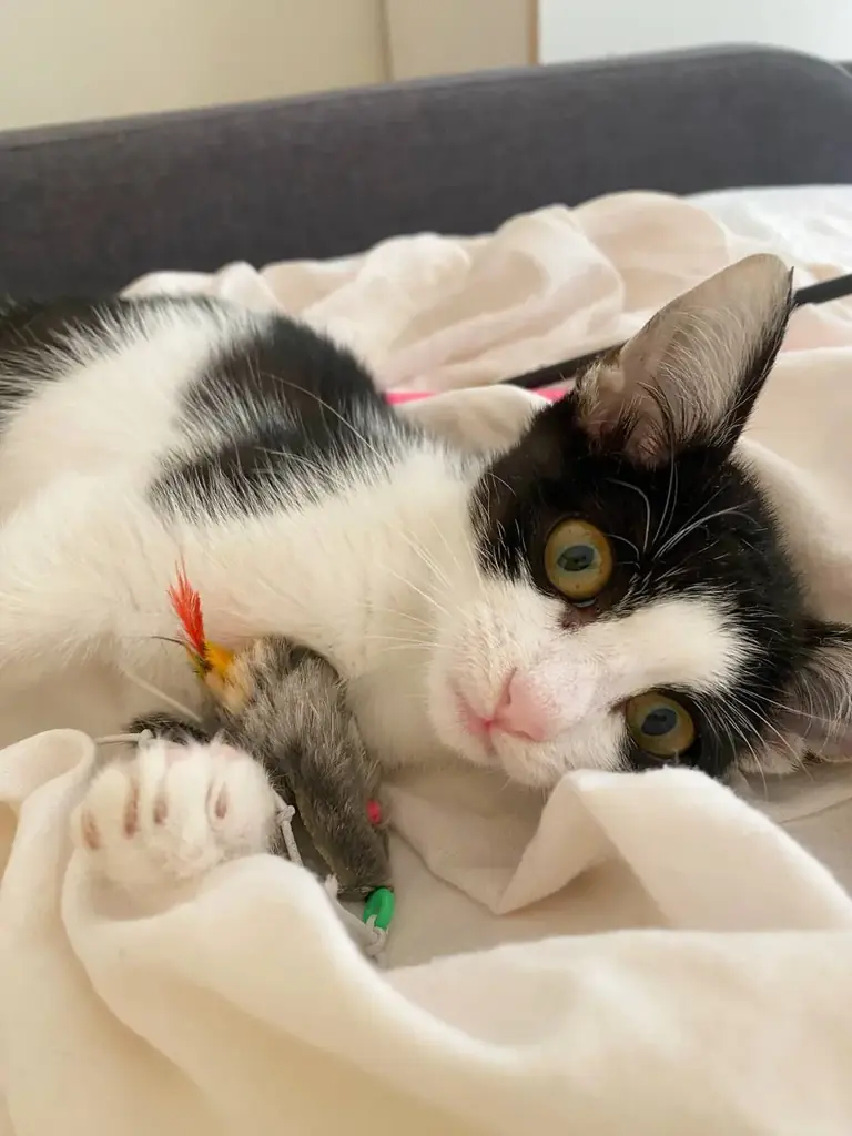 🐱ИЩУ ДОМ ДОБРЕЙШЕЙ ДЕВОЧКЕ НА СВЕТЕ🐾🙏🏻