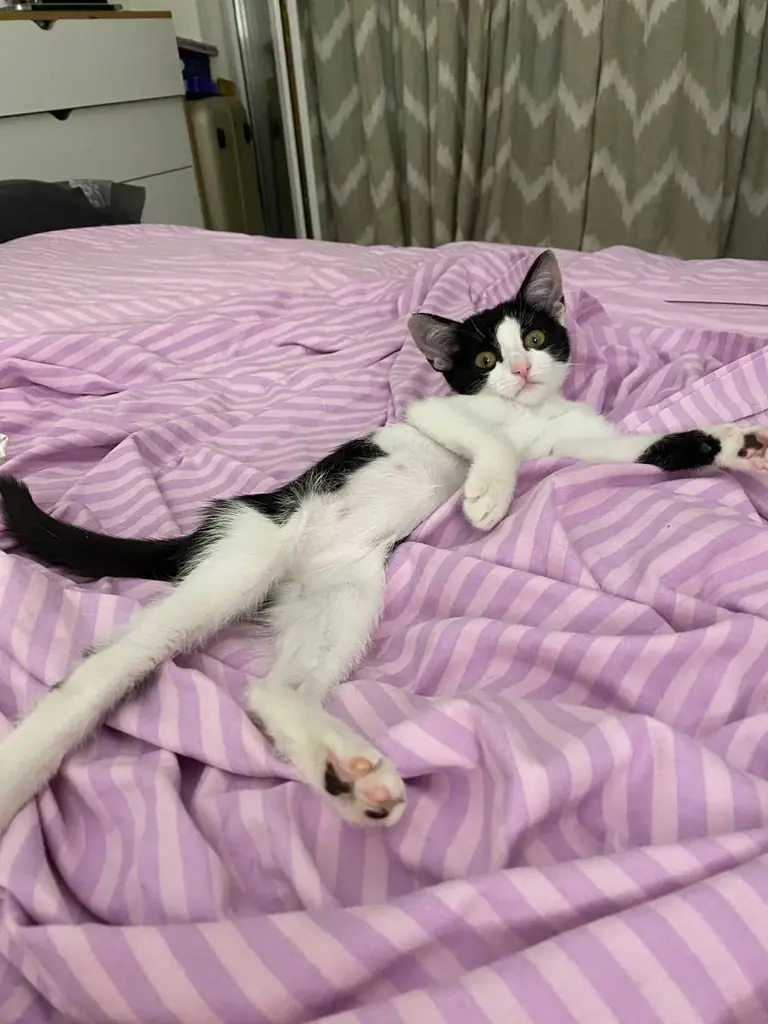 🐱ИЩУ ДОМ ДОБРЕЙШЕЙ ДЕВОЧКЕ НА СВЕТЕ🐾🙏🏻