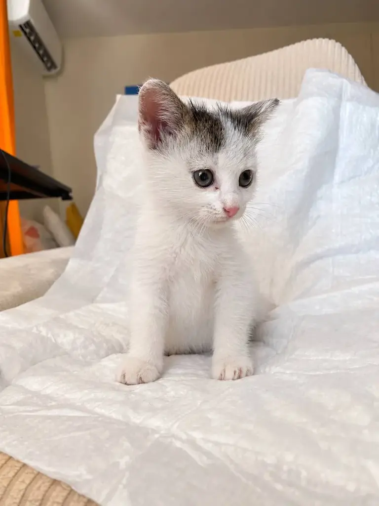 ‼️🆘СРОЧНО ИЩУ ДОМ ИЛИ ПЕРЕДЕРЖКУ КОТЕНКУ🆘‼️