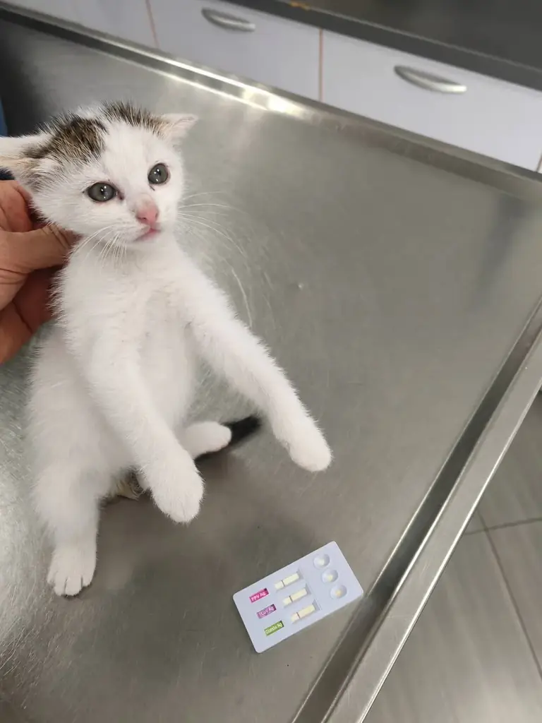 ‼️🆘СРОЧНО ИЩУ ДОМ ИЛИ ПЕРЕДЕРЖКУ КОТЕНКУ🆘‼️