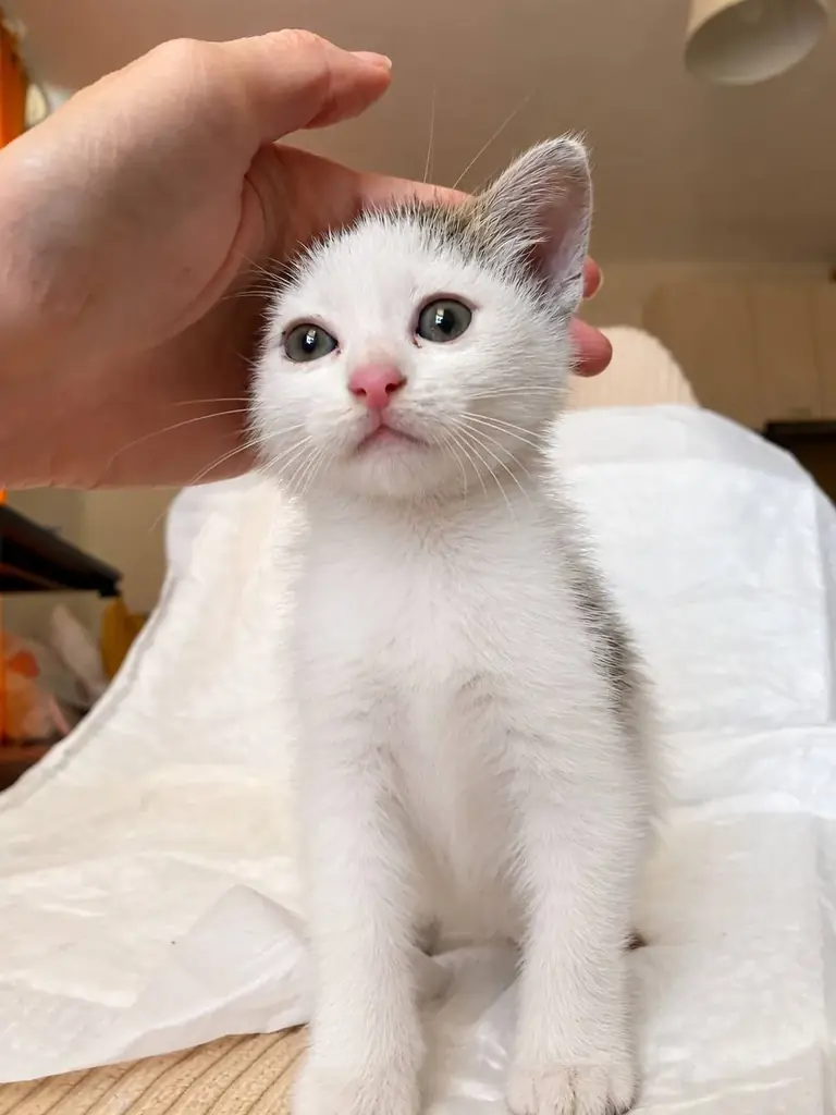 ‼️🆘СРОЧНО ИЩУ ДОМ ИЛИ ПЕРЕДЕРЖКУ КОТЕНКУ🆘‼️